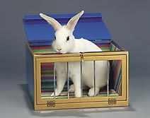 Enchanted Rabbit Hutch